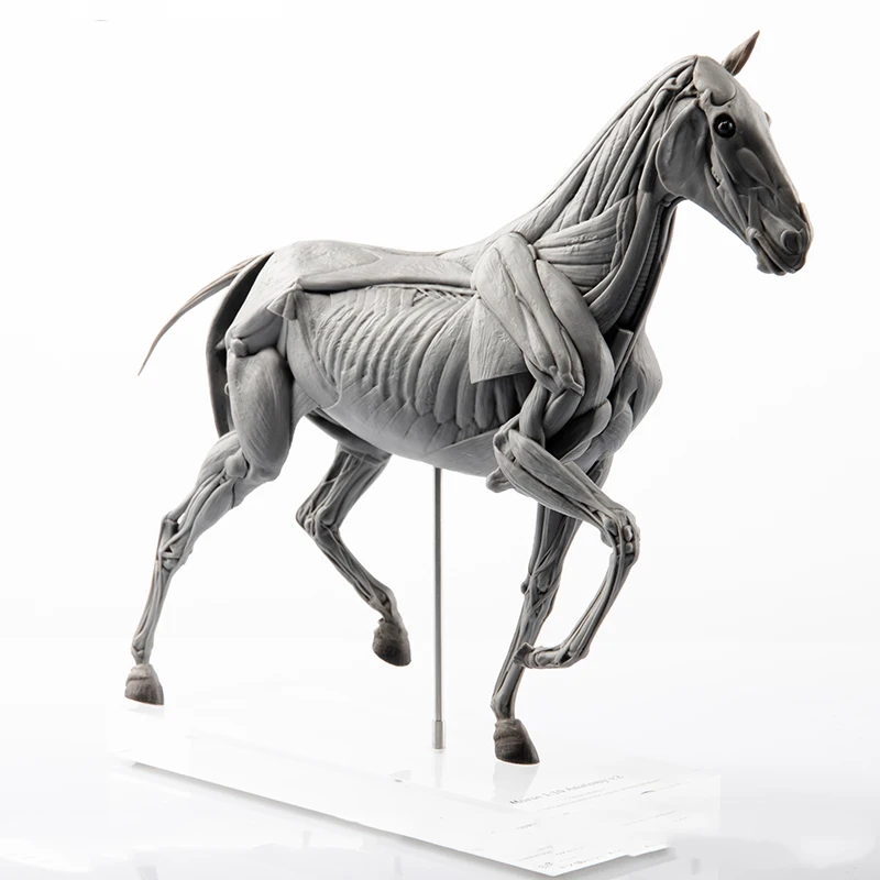 Resin Art Decoration Items - Эволационная модель анатомии мышц лошади, обучающая