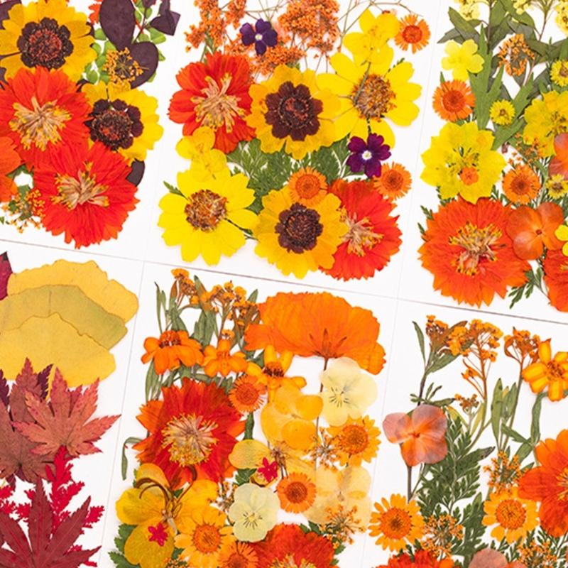 Dried Flower Pressed - Сушеный прессованный цветок для форм из