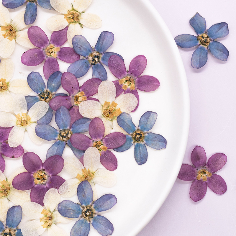 Dried Flower Pressed - 12 шт., прессованный синий звездный цветок,