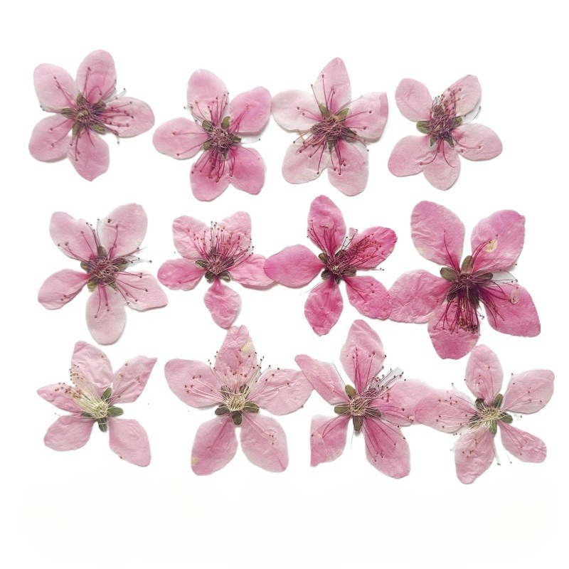 Dried Flower Pressed - 12 шт., натуральные прессованные сухоцветы персика