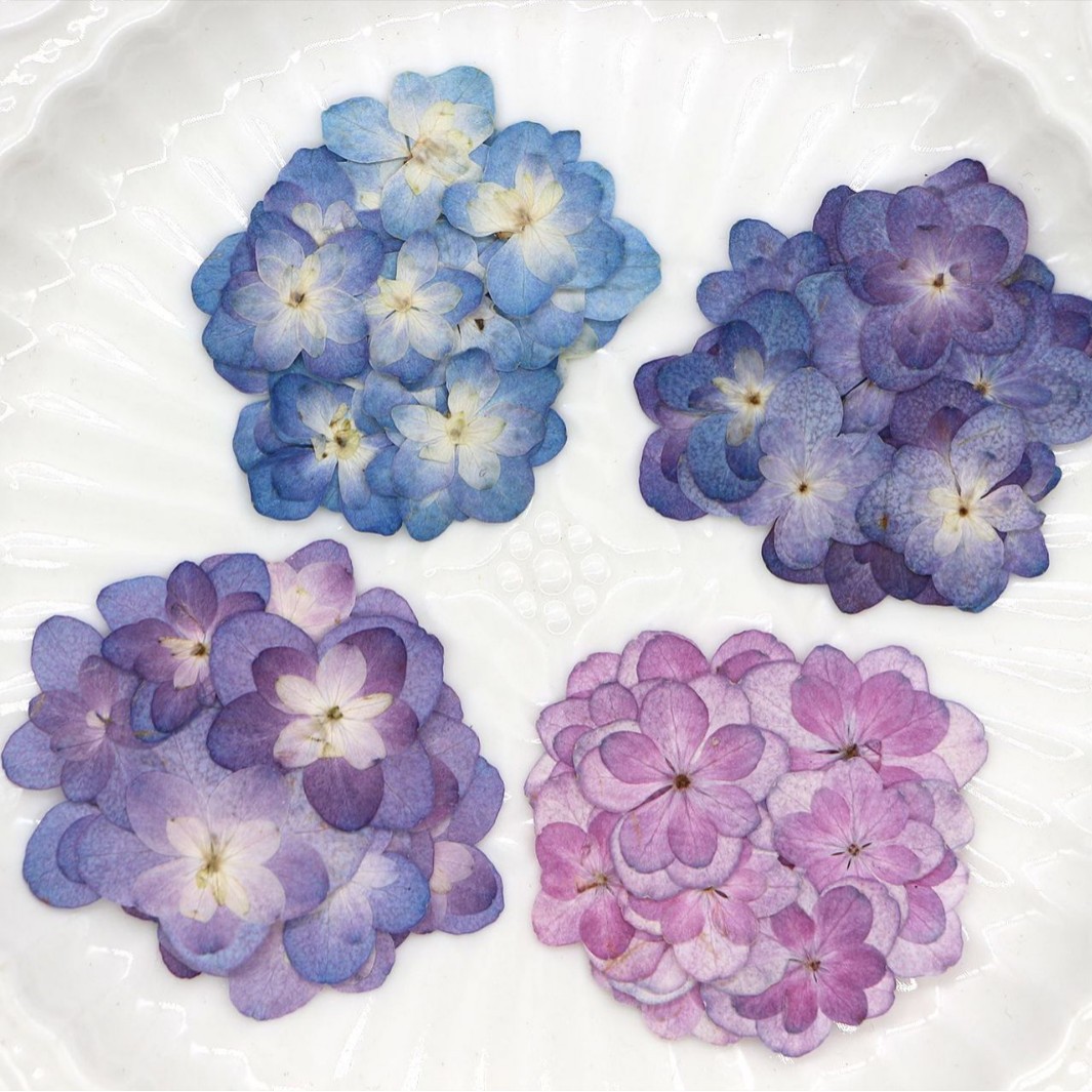 Dried Flower Pressed - 60 шт. миниатюрных двухцветных гортензий, сухоцветы,