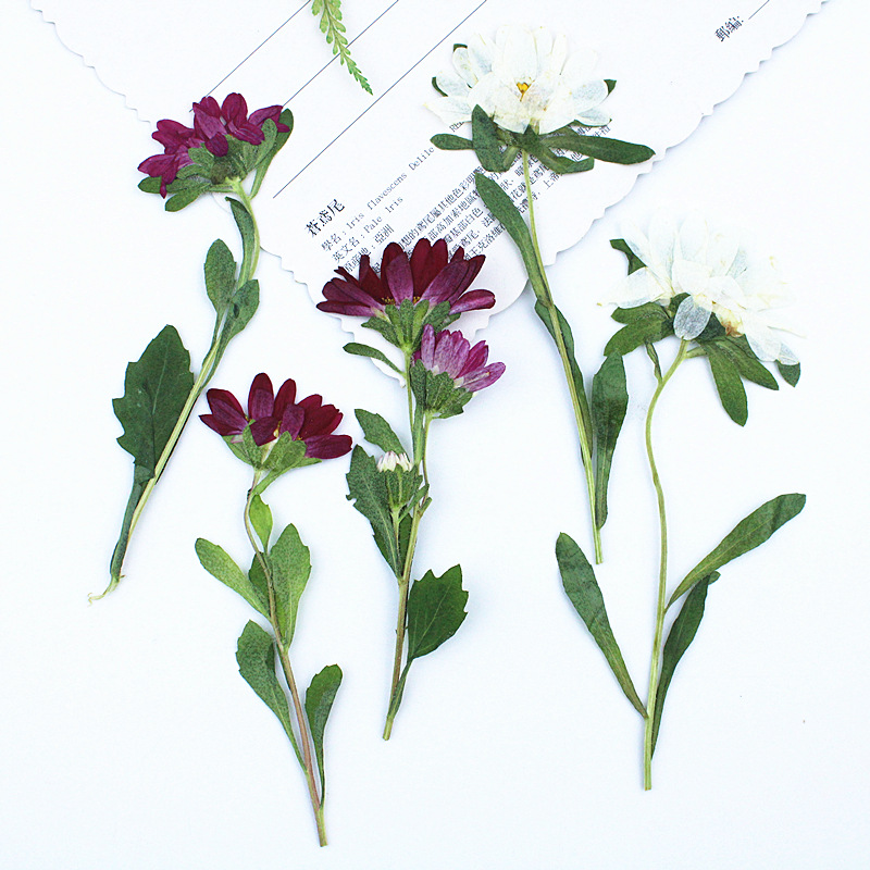 Dried Flower Pressed - 24 шт., миниатюрные прессованные сухоцветы хризантемы