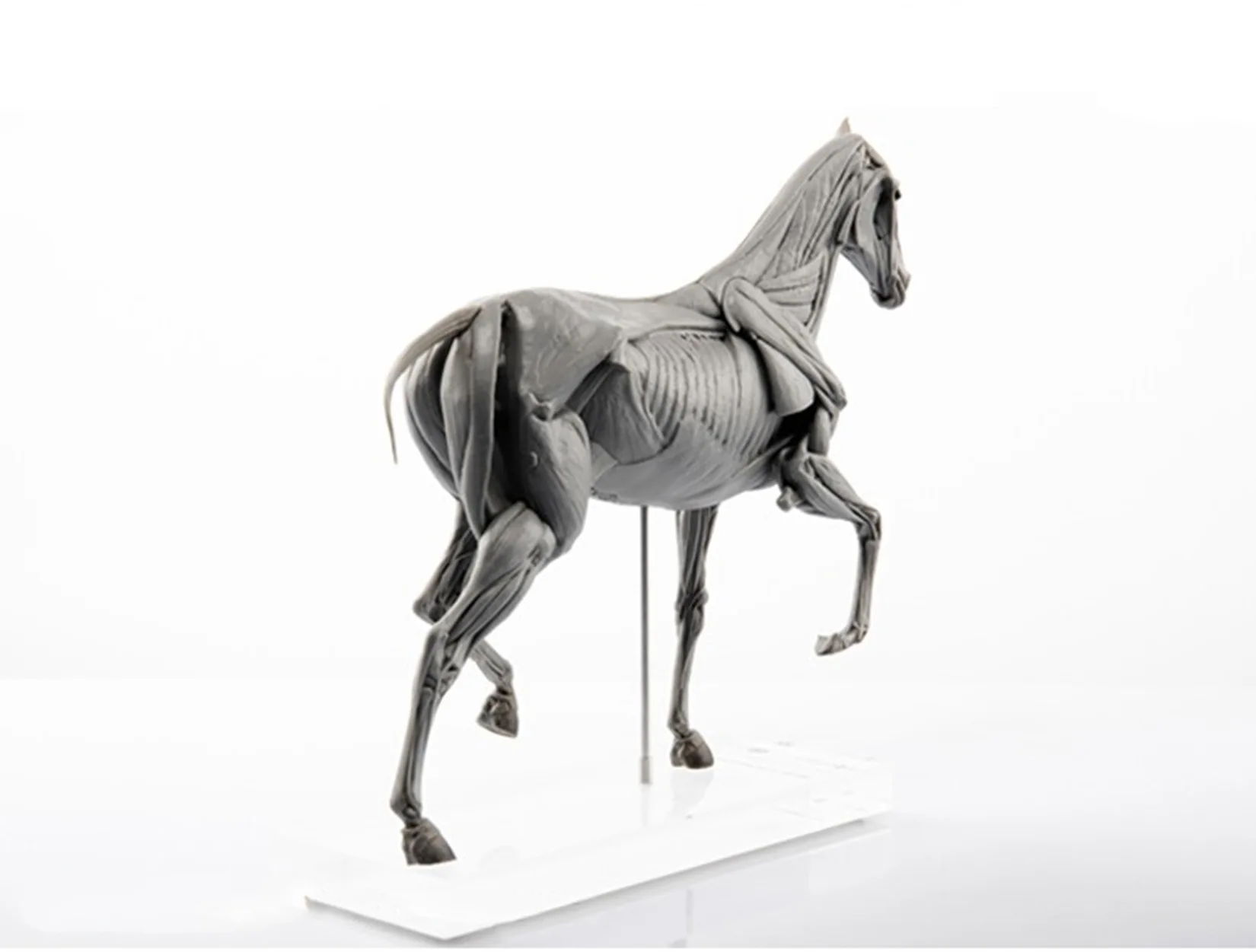 Эволационная модель анатомии м – обзор и цена Resin Art Decoration Items