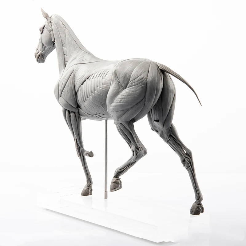 Эволационная модель анатомии м – обзор и цена Resin Art Decoration Items