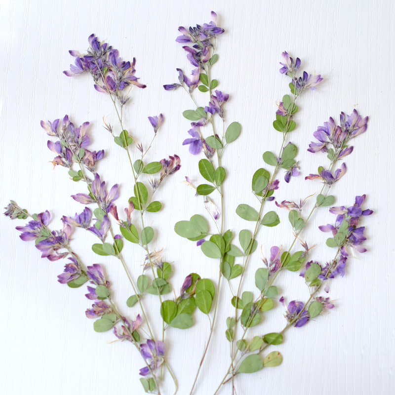 6 шт., натуральные сушеные пре – обзор и цена Dried Flower Pressed