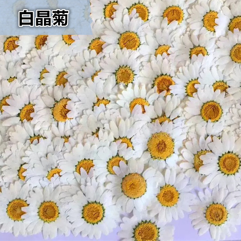 100 шт. натуральных белых крис – обзор и цена Dried Flower Pressed