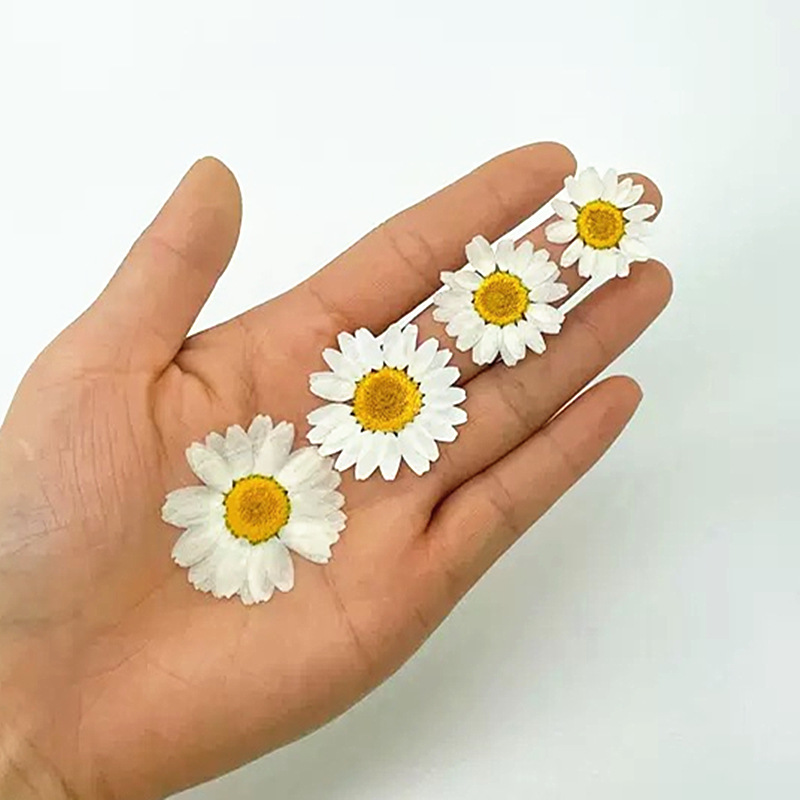 100 шт. натуральных белых крис – обзор и цена Dried Flower Pressed
