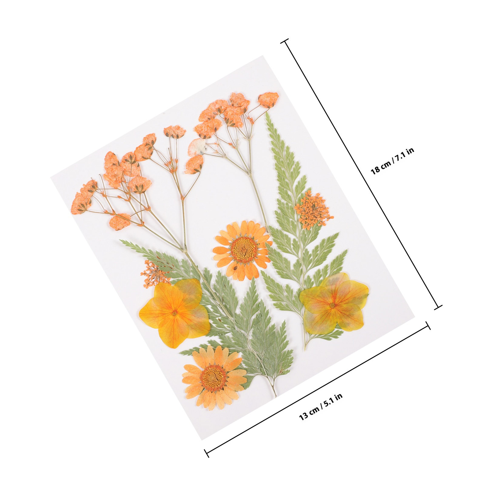 Набор из 3 видов сухоцветов дл – обзор и цена Dried Flower Pressed