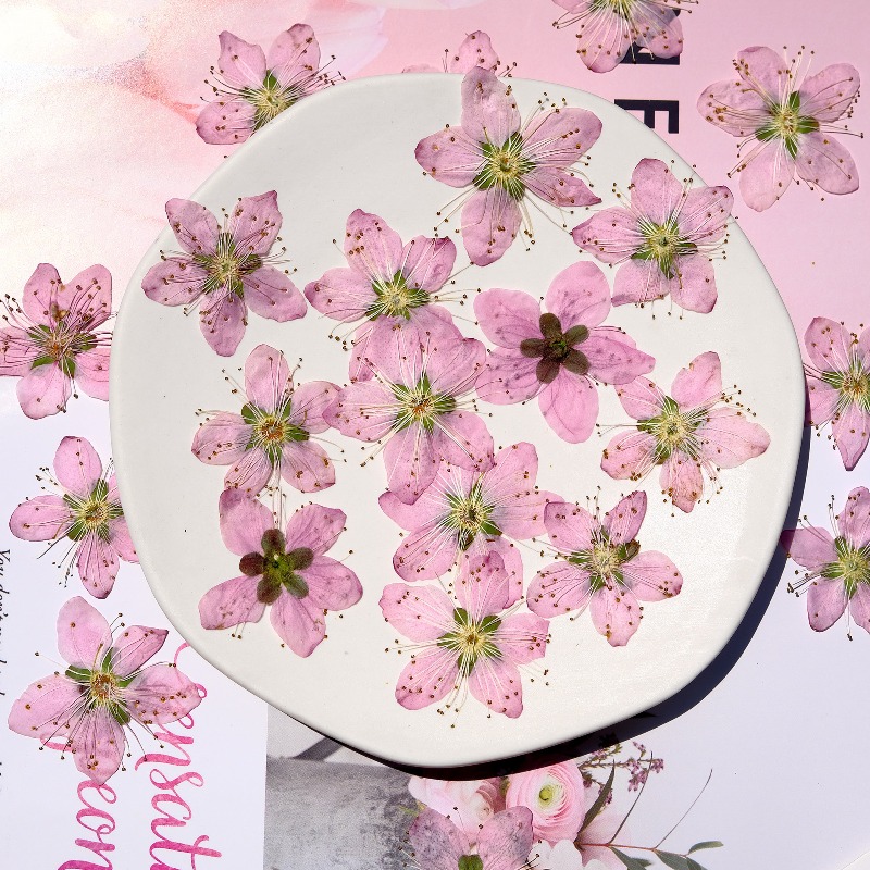3-4 см./6 шт., розовые сушеные – обзор и цена Dried Flower Pressed