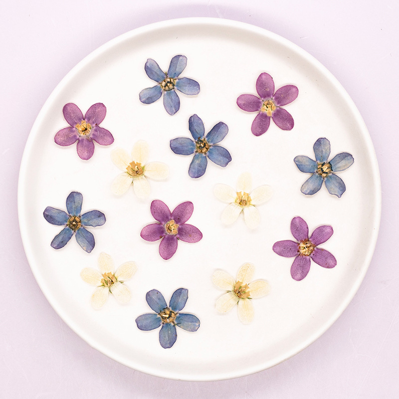 12 шт., прессованный синий зве – обзор и цена Dried Flower Pressed