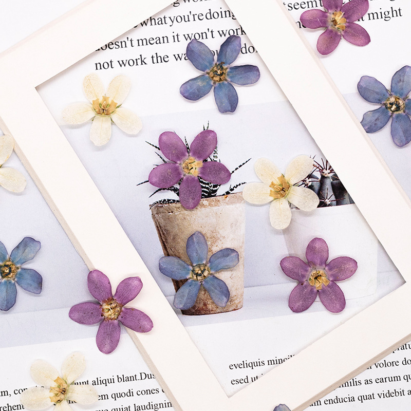 12 шт., прессованный синий зве – обзор и цена Dried Flower Pressed
