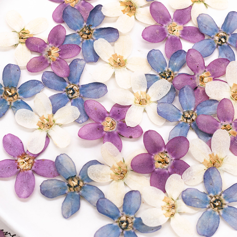 12 шт., прессованный синий зве – обзор и цена Dried Flower Pressed