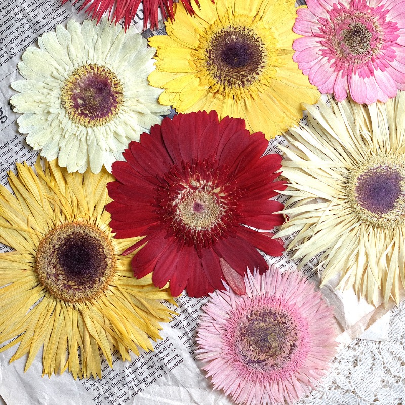1 шт./7-9 см, прессованные гер – обзор и цена Dried Flower Pressed