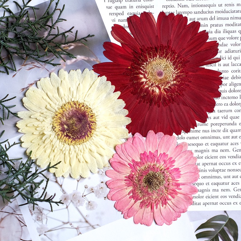 1 шт./7-9 см, прессованные гер – обзор и цена Dried Flower Pressed