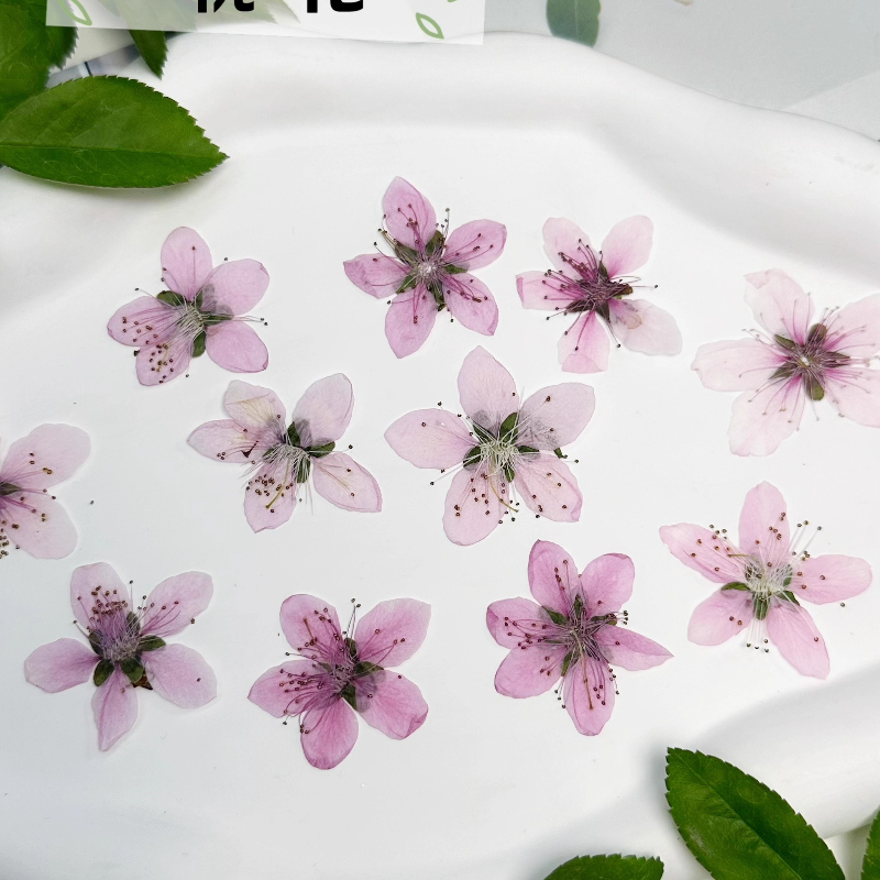 12 шт., натуральные прессованн – обзор и цена Dried Flower Pressed