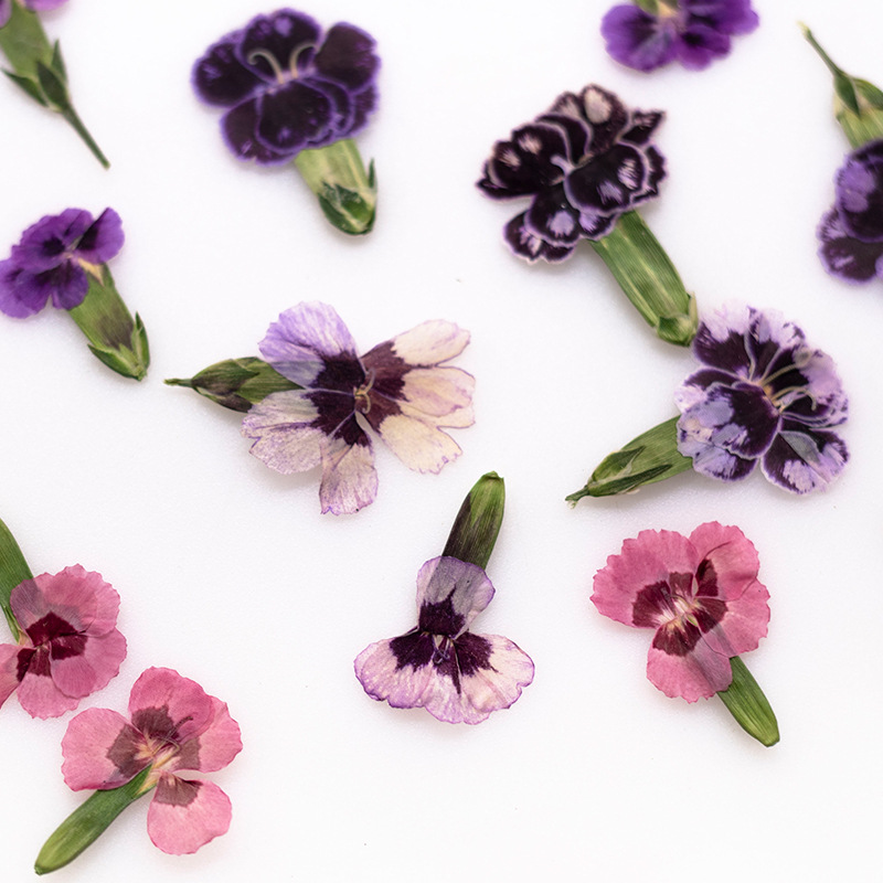 24 шт. прессованных сушеных цв – обзор и цена Dried Flower Pressed