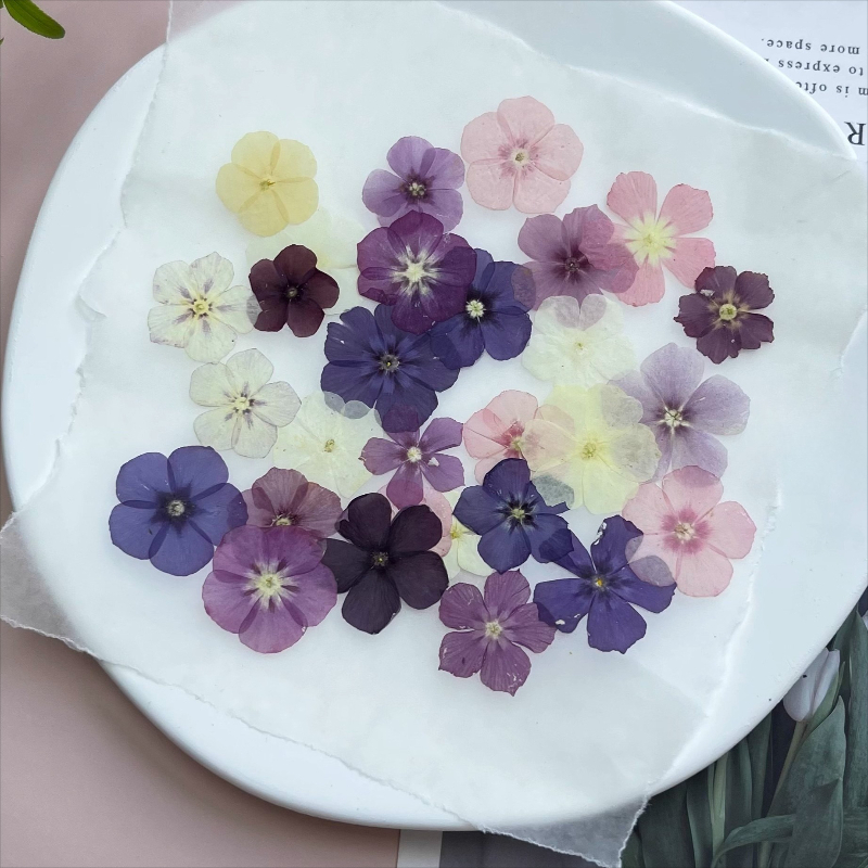 12 шт., полупрозрачные нишевые – обзор и цена Dried Flower Pressed